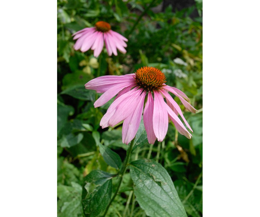 Eastern Purple Coneflower